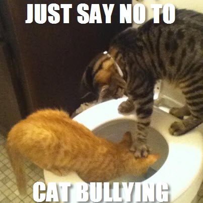 cat bullying