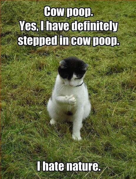 cat cow poop