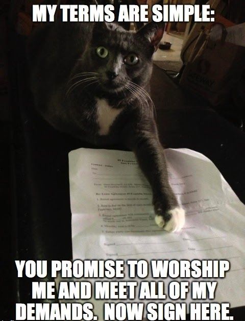cat demands