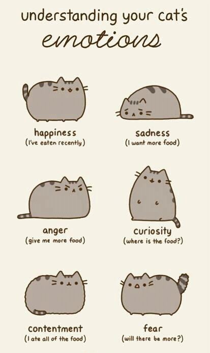 cat emotions