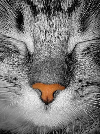 cat face orange nose