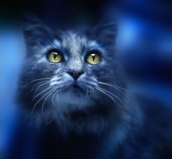 cat in blue