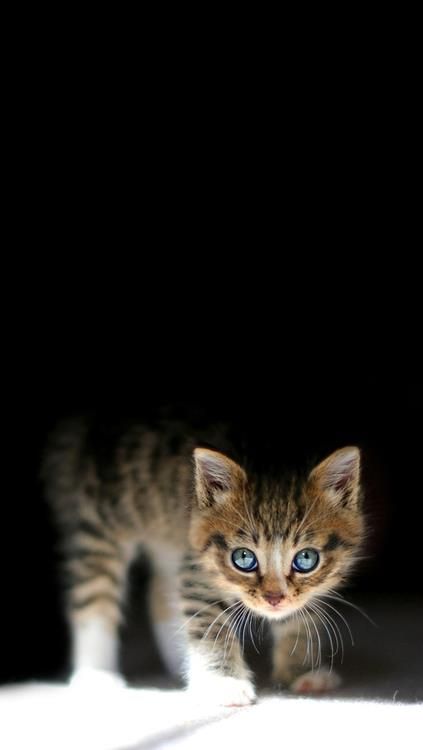cat in dark blue eyes