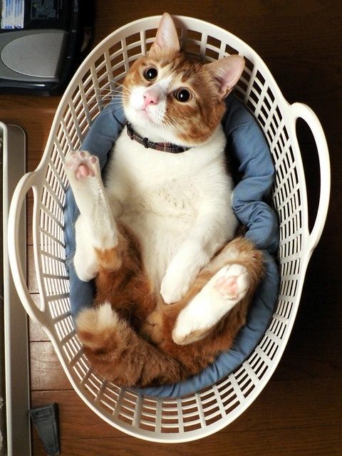 cat in washing basket