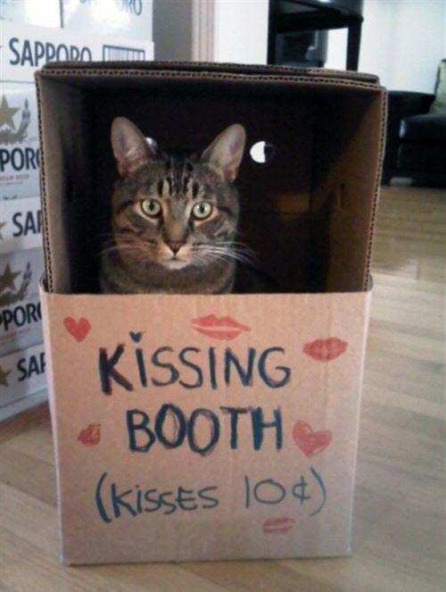 cat kissing booth