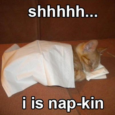 cat napkin