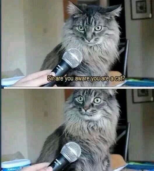 cat self awareness