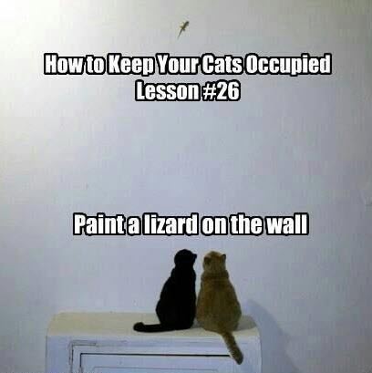 cats lizard on wall