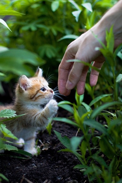 cute kitten in garden