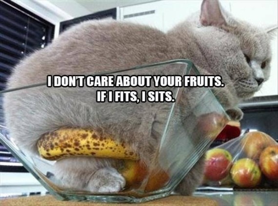 fruits fit sits