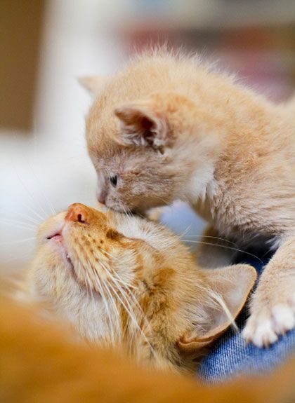 ginger cat kiss