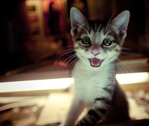 happy Kitten