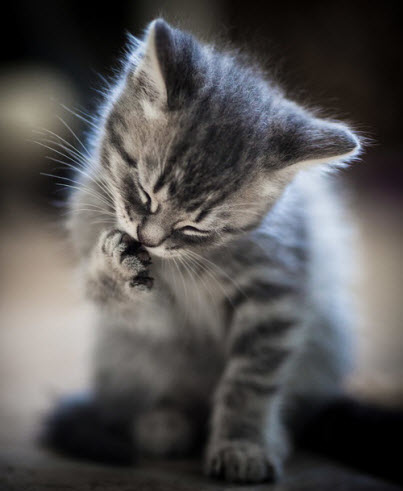 kitten cleaning