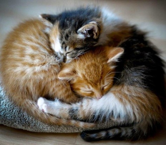 kitten cuddles pair