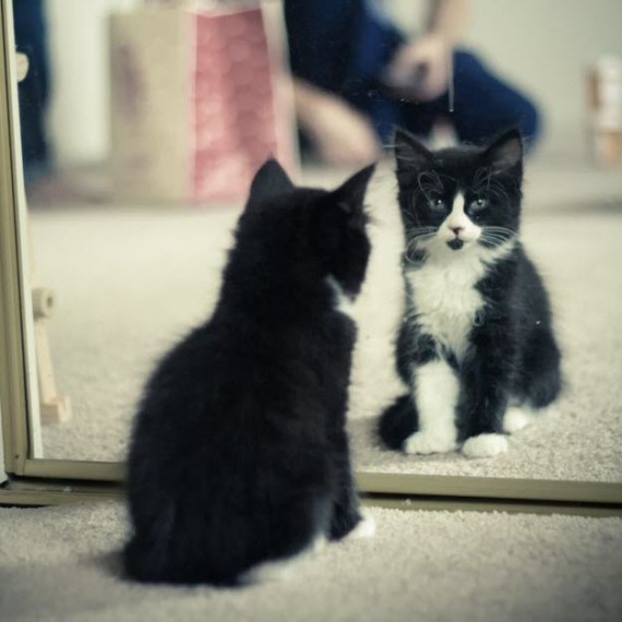 kitty mirror