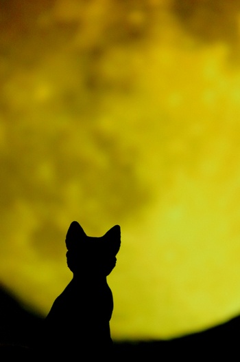 kitty moonlight
