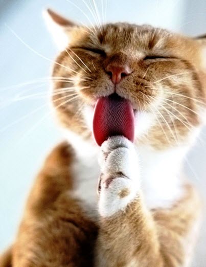 lick paw cat