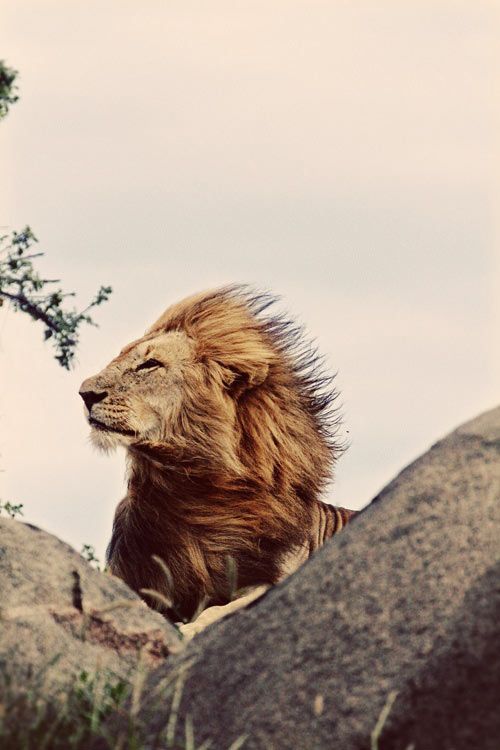 lion wind