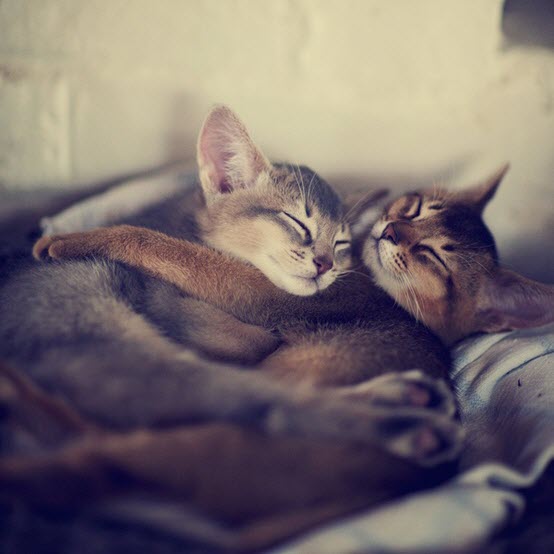 love kittens
