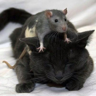 mouse on cat