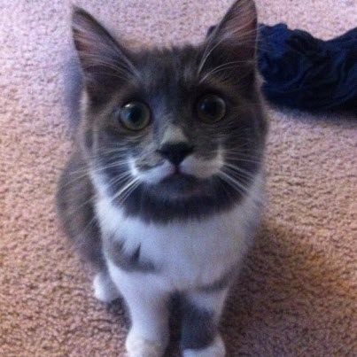 perfect moustache kitten