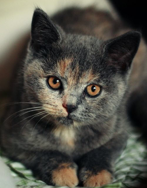 pretty mottled kitty