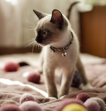 siamese young cat