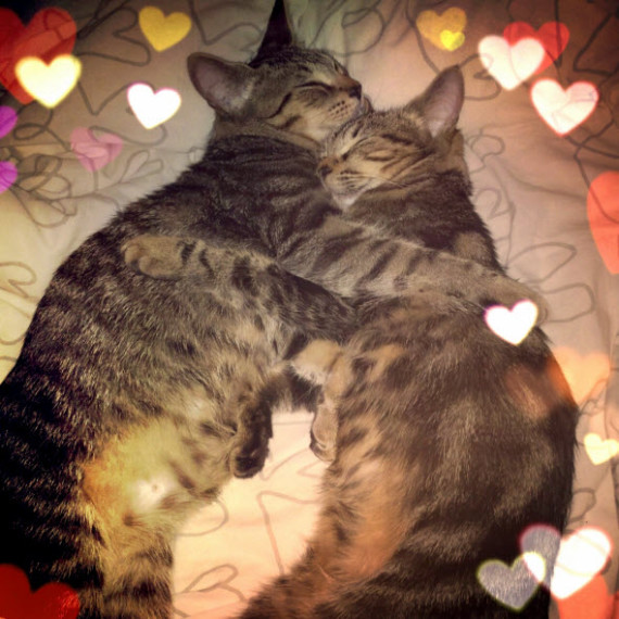 sleeping cats in love
