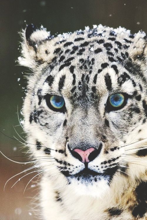 snow leopard face