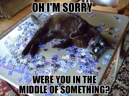 sorry cat jigsaw