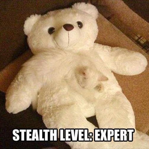 stealth cat
