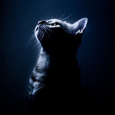 stunning cat in moonlight