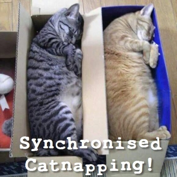synchronised cat napping