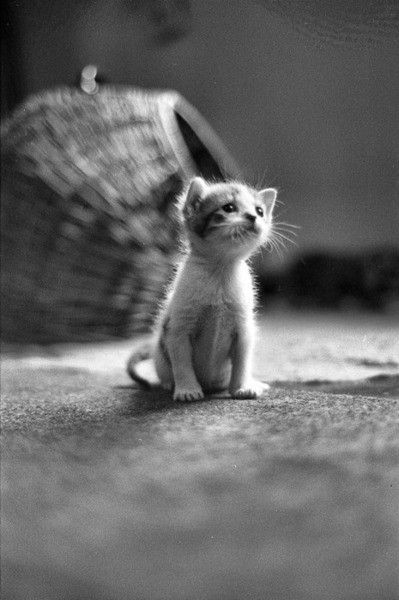 the tiniest kitten