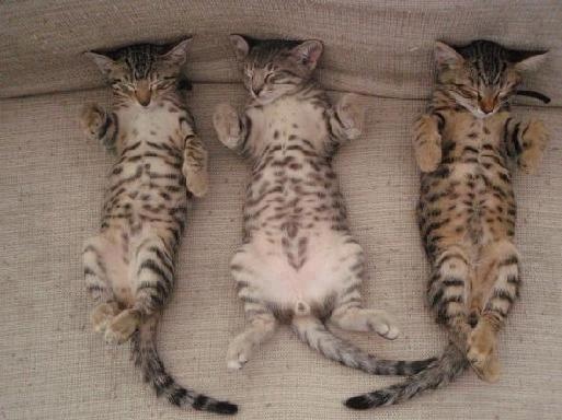 three sleeping cats