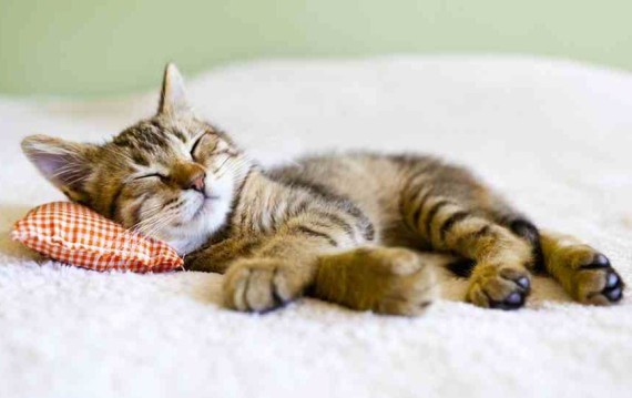 tiny pillow cat