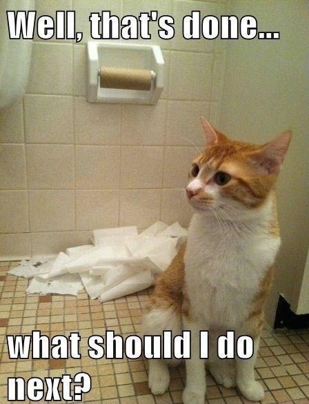 toilet roll destroyed