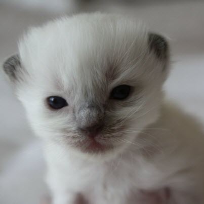 very small rag doll kitten