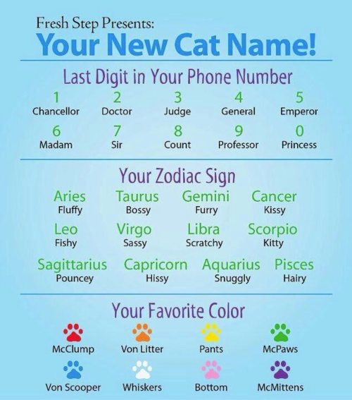 your cat name