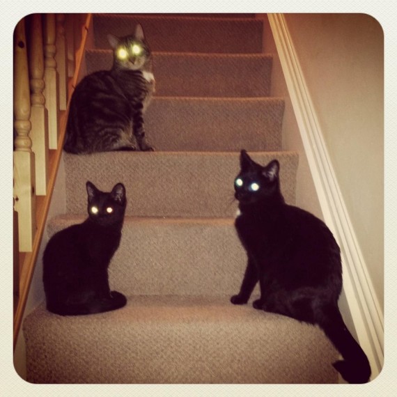 scary cats