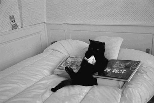 black cat reading in bed