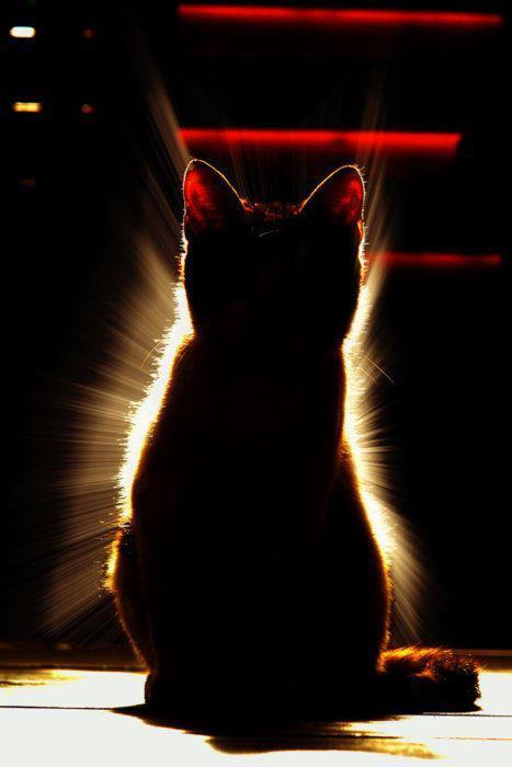 cat in light