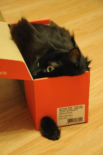 cat in red box