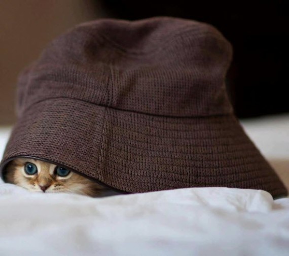 cat in the hat