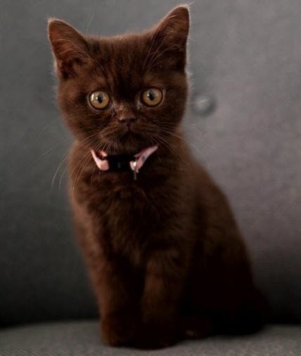 chocolate kitten