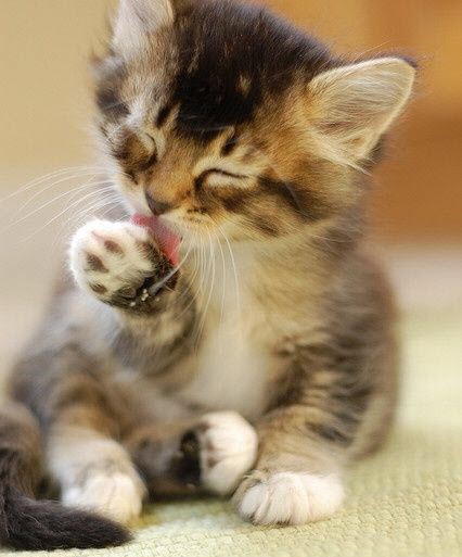 cute babby lick kitten