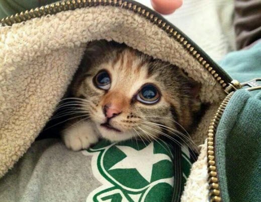 hiding kitty blanket
