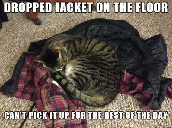 kitten jacket lol