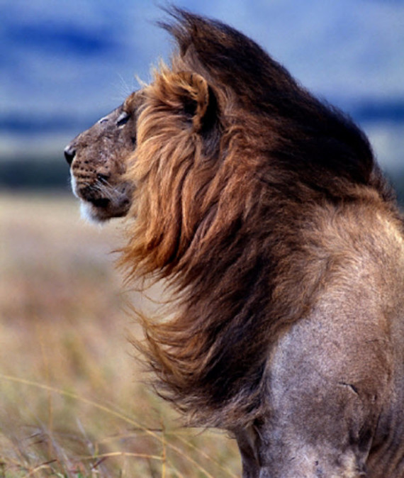 lion of the steppe