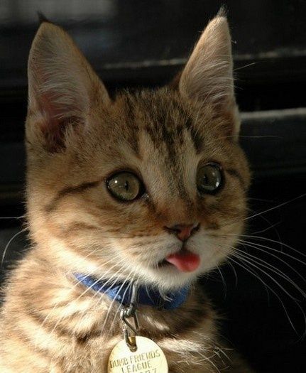 tongue out kitten